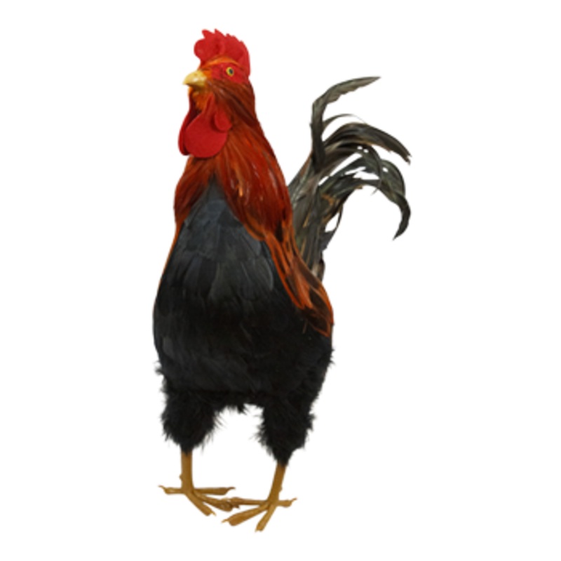 Rooster Natural and Orange
