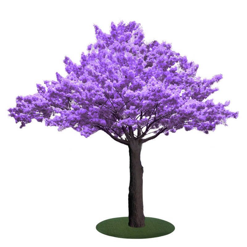 Jacaranda Tree Purple leaves