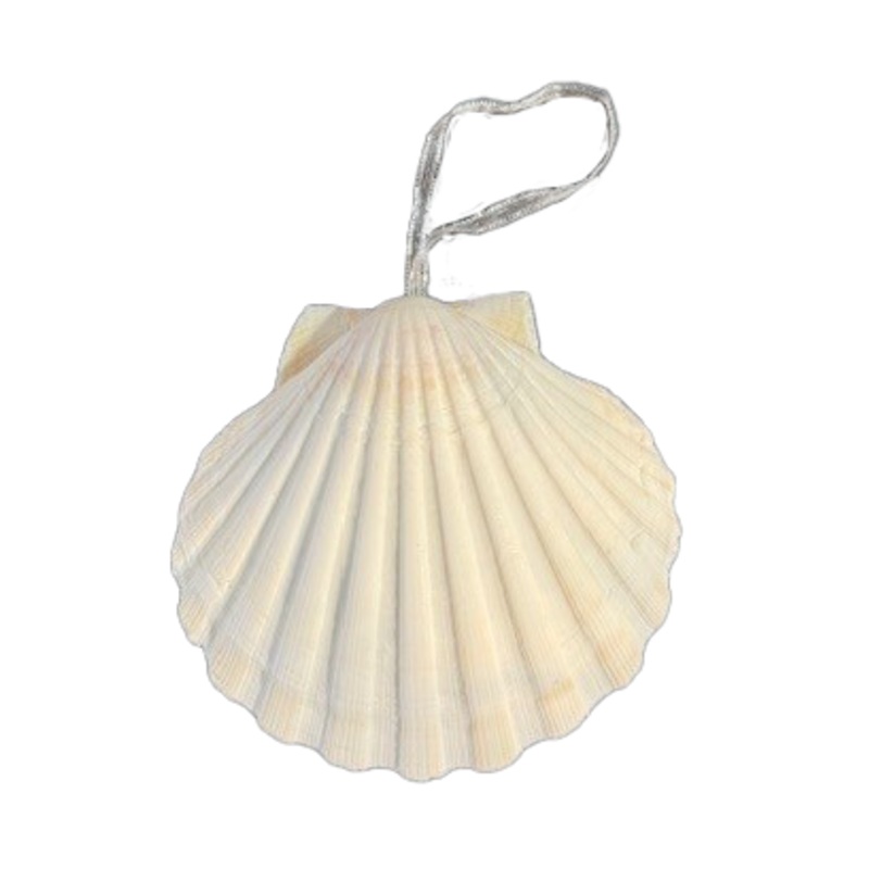 Scallop Shell Hanging White 8cm