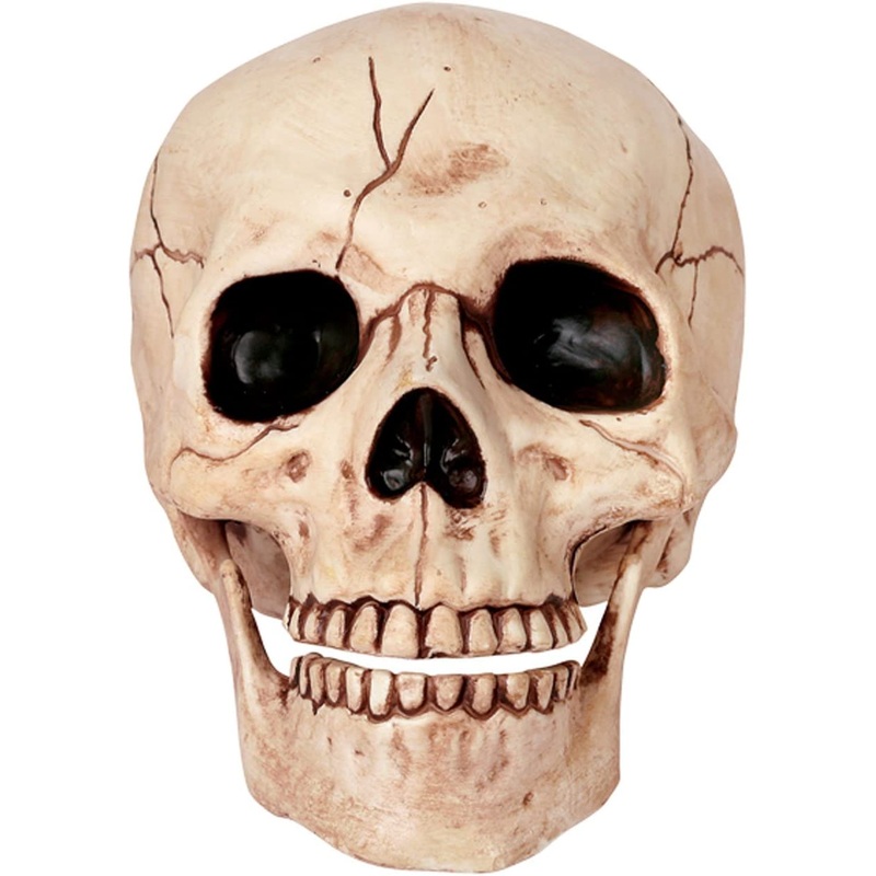 Skull w/Movable Jaw