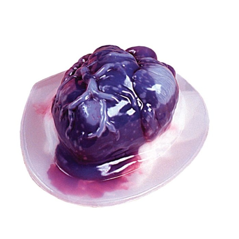 Gelatin Body Part Mold