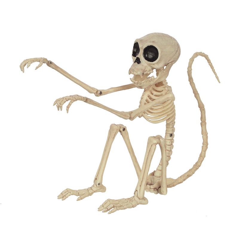 Monkey Skeleton | Halloween