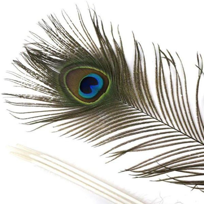 Peacock Feather - Zucker Feather Co. (P35N)
