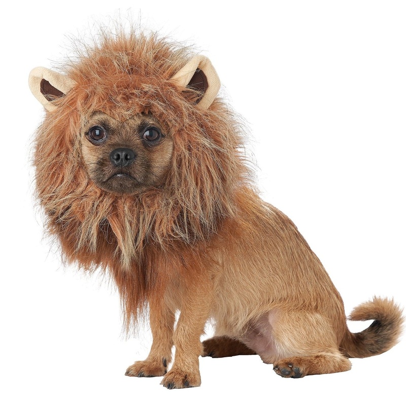 King of the Jungle | Pet