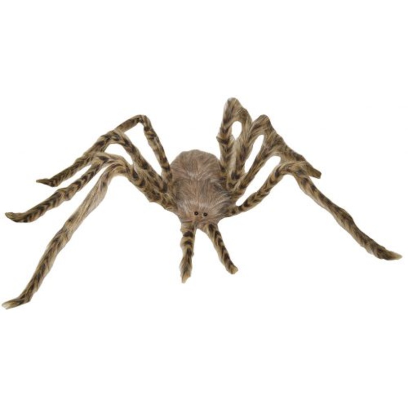 Light Brown Spider