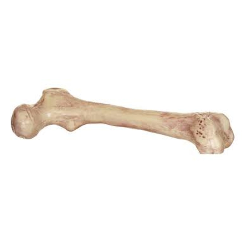 9" Plastic Skeleton Bone